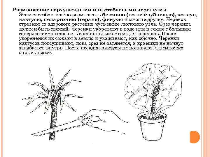 Размножение верхушечными или стеблевыми черенками Этим способом можно размножать бегонию (но не клубневую), колеус,