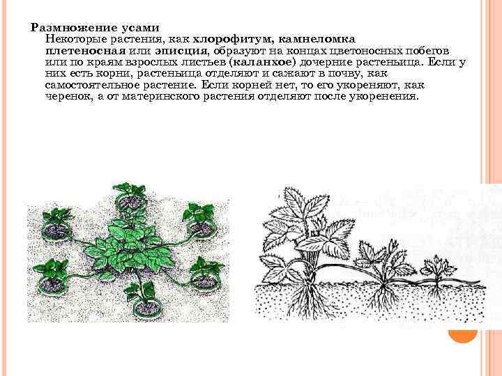 Размножение усами Некоторые растения, как хлорофитум, камнеломка плетеносная или эписция, образуют на концах цветоносных