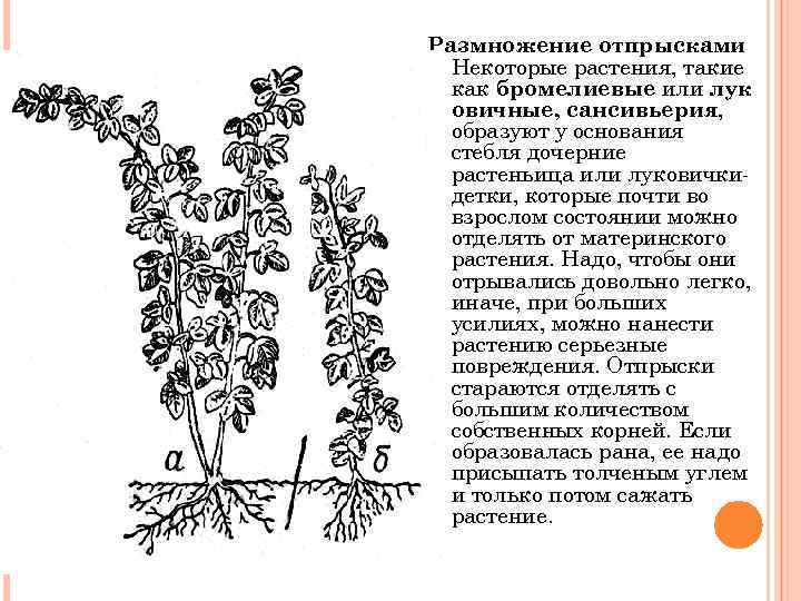 Размножение отпрысками Некоторые растения, такие как бромелиевые или лук овичные, сансивьерия, образуют у основания