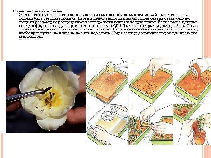 Размножение семенами Этот способ подойдет для аспарагуса, пальм, пассифлоры, паслена. . . Земля для