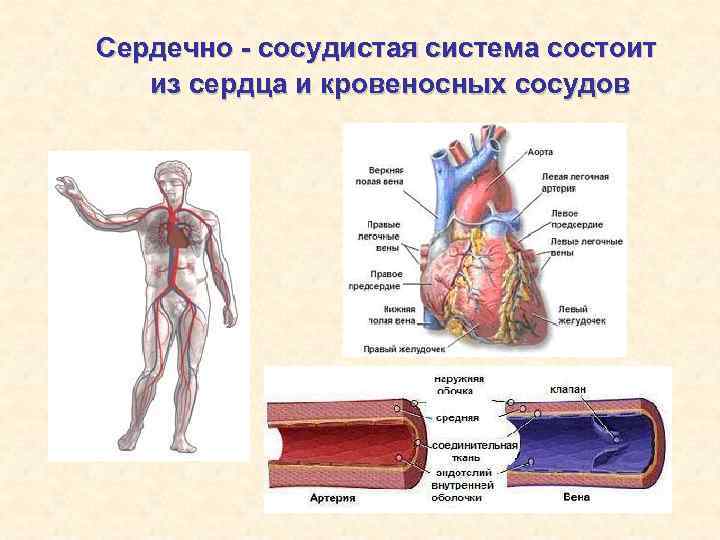 Сердечно - сосудистая система состоит из сердца и кровеносных сосудов 