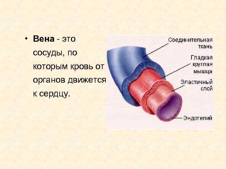 Сходство лимфатических сосудов и вен