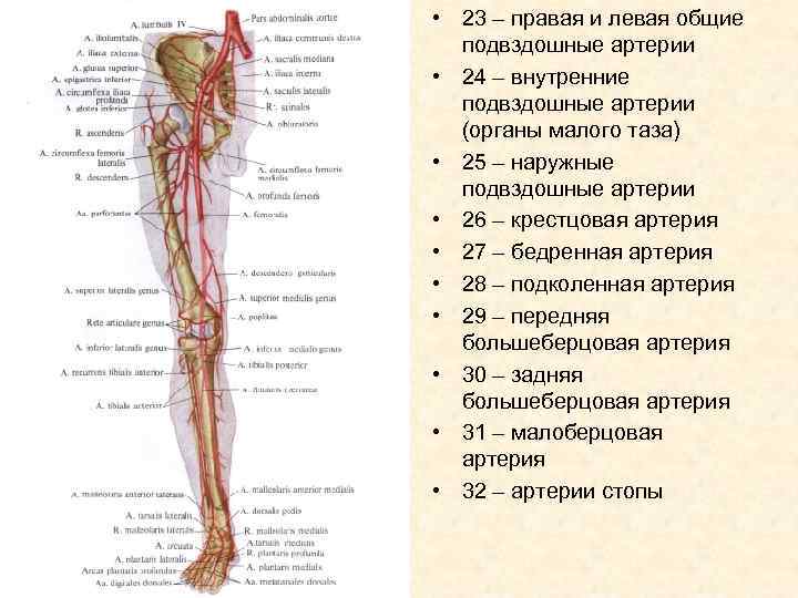  • 23 – правая и левая общие подвздошные артерии • 24 – внутренние