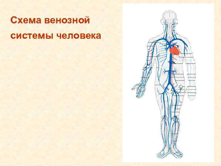 Схема венозной системы человека 