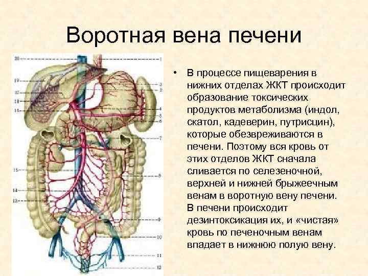 Воротная вена печени • В процессе пищеварения в нижних отделах ЖКТ происходит образование токсических