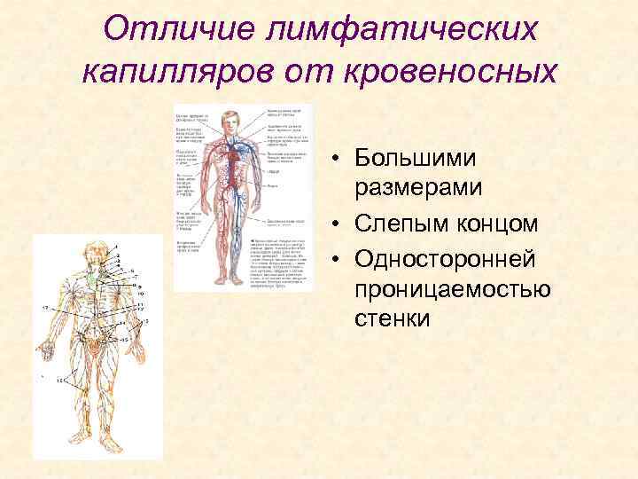 Отличие лимфатических капилляров от кровеносных • Большими размерами • Слепым концом • Односторонней проницаемостью