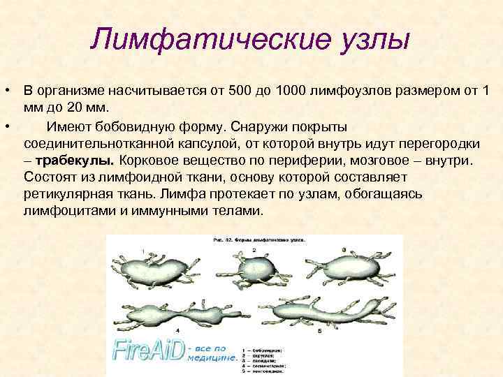 Лимфатические узлы • В организме насчитывается от 500 до 1000 лимфоузлов размером от 1