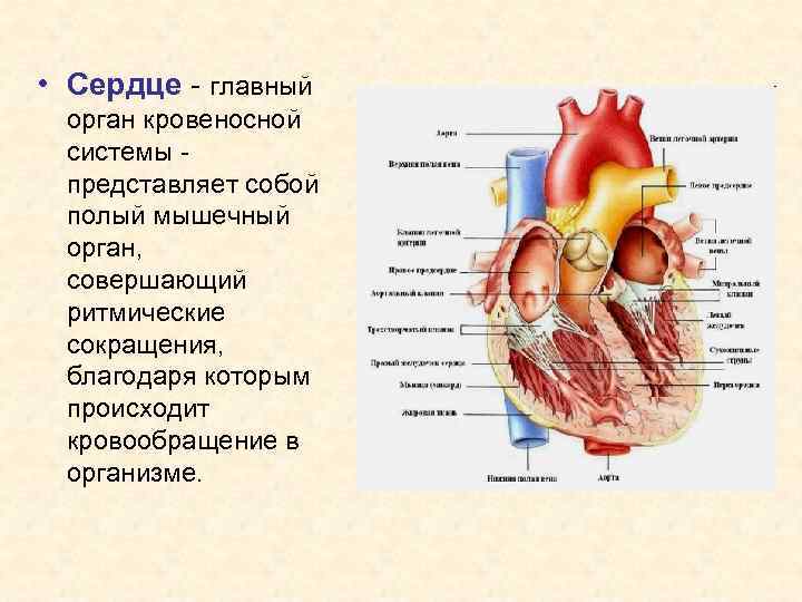  • Сердце - главный орган кровеносной системы - представляет собой полый мышечный орган,