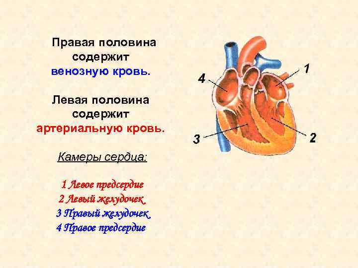 Между правым предсердием и левым желудочком. Сосуды и камеры сердца содержащие венозную кровь. Сердце правый желудочек левое предсердие сосуды. Камеры сердца содержащие артериальную кровь. Левый и правый желудочек сердца.