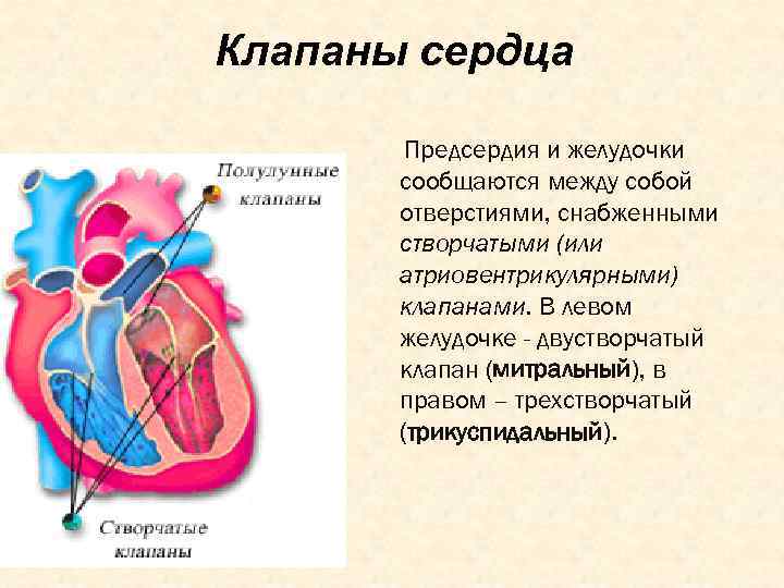 Клапаны сердца Предсердия и желудочки сообщаются между собой отверстиями, снабженными створчатыми (или атриовентрикулярными) клапанами.