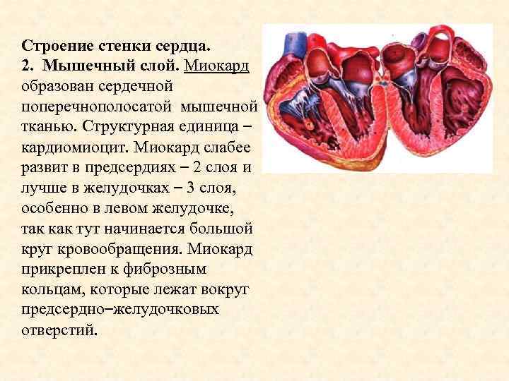 Заполните схему строение стенки сердца отметив особенности строения и функции каждого слоя