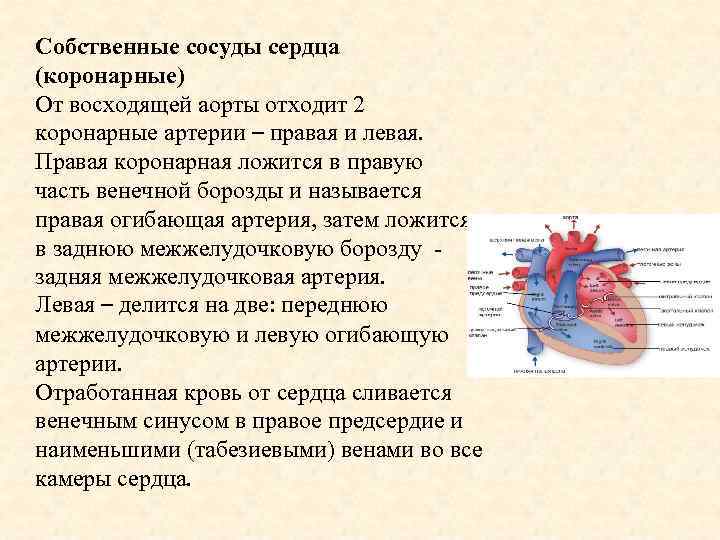 Собственные сосуды сердца (коронарные) От восходящей аорты отходит 2 коронарные артерии – правая и