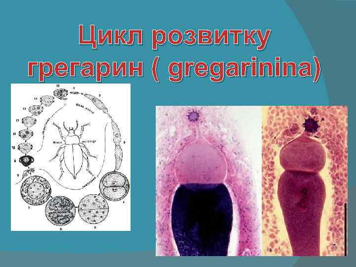 Цикл розвитку грегарин ( gregarinina) 