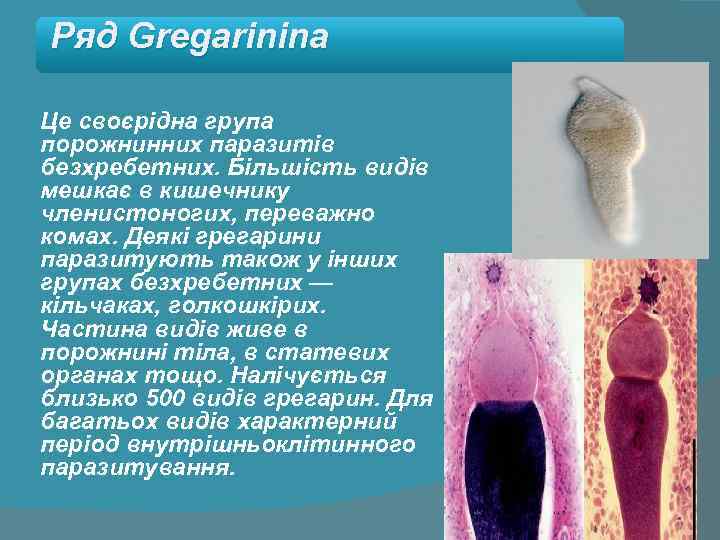 Ряд Gregarinina Це своєрідна група порожнинних паразитів безхребетних. Більшість видів мешкає в кишечнику членистоногих,