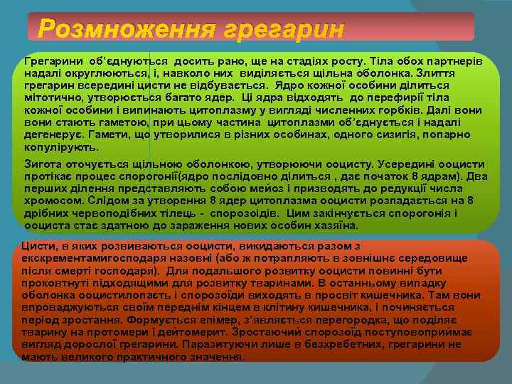 Розмноження грегарин Грегарини об’єднуються досить рано, ще на стадіях росту. Тіла обох партнерів надалі