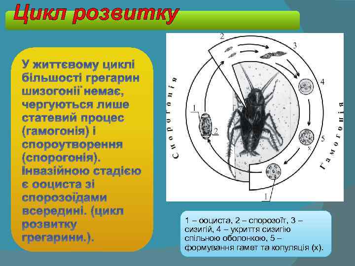 Цикл розвитку У життєвому циклі більшості грегарин шизогонії немає, чергуються лише статевий процес (гамогонія)