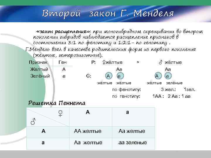 Второй закон Г. Менделя «закон расщепления» : при моногибридном скрещивании во втором поколении гибридов