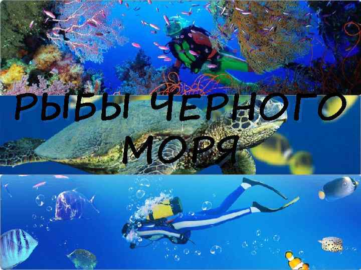 РЫБЫ ЧЕРНОГО МОРЯ 