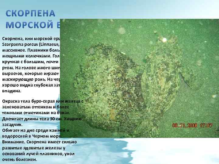 Скорпена, или морской ерш Scorpaena porcus (Linnaeus, 1758)Тело массивное. Плавники большие с мощными колючками.