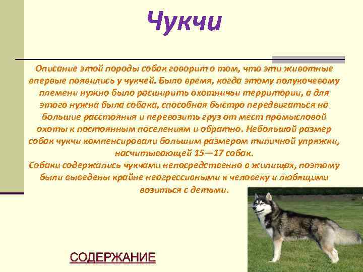 Чукчи Описание этой породы собак говорит о том, что эти животные впервые появились у