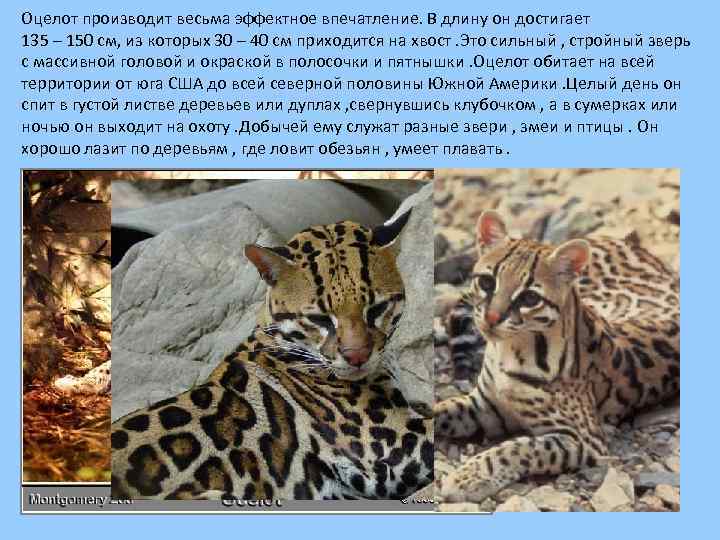 Оцелот производит весьма эффектное впечатление. В длину он достигает 135 – 150 см, из