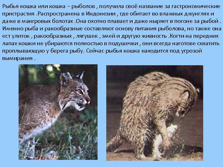 Рыбья кошка или кошка – рыболов , получила своё название за гастрономические пристрастия. Распространена