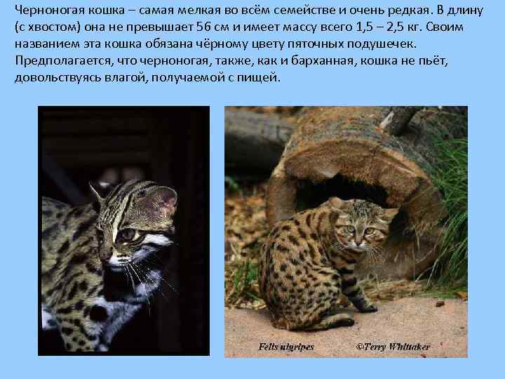 Черноногая кошка – самая мелкая во всём семействе и очень редкая. В длину (с