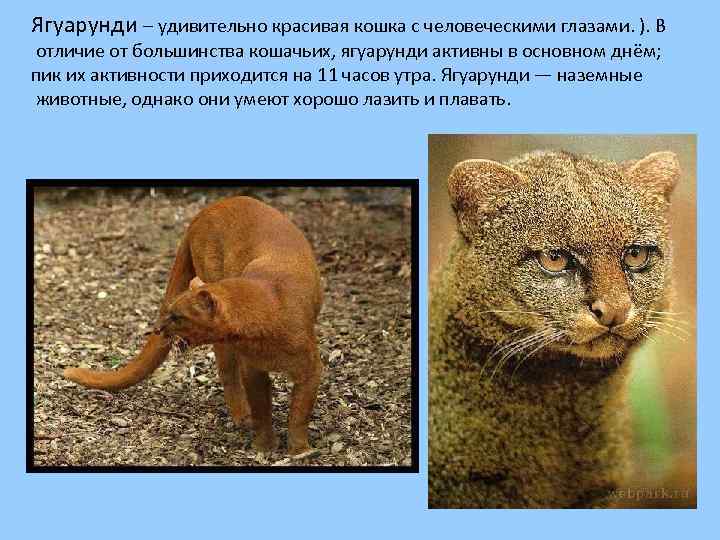 Ягуарунди – удивительно красивая кошка с человеческими глазами. ). В отличие от большинства кошачьих,