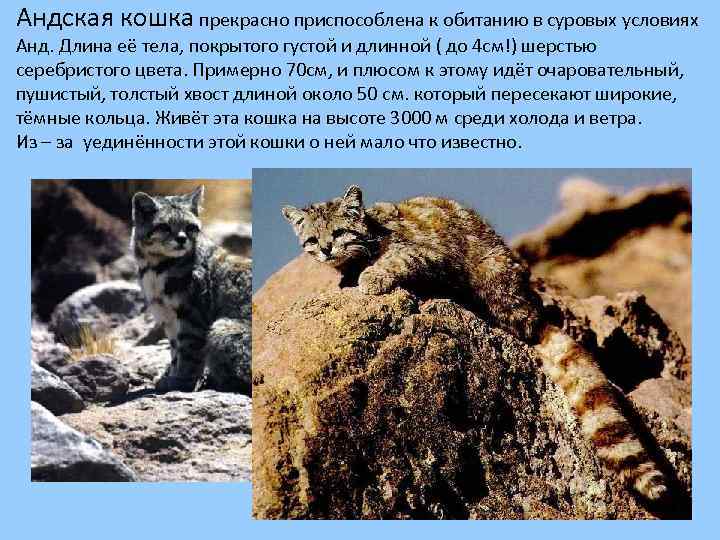 Андская кошка прекрасно приспособлена к обитанию в суровых условиях Анд. Длина её тела, покрытого