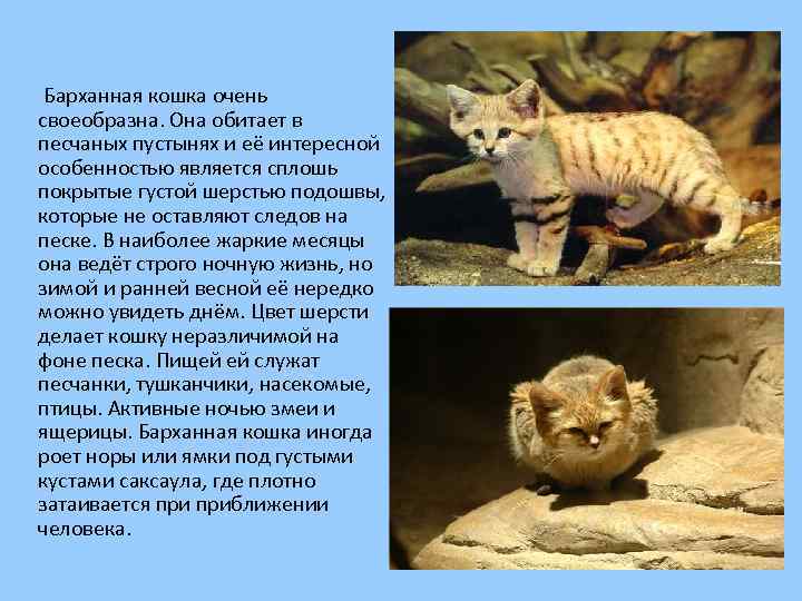 Барханная кошка очень своеобразна. Она обитает в песчаных пустынях и её интересной особенностью является