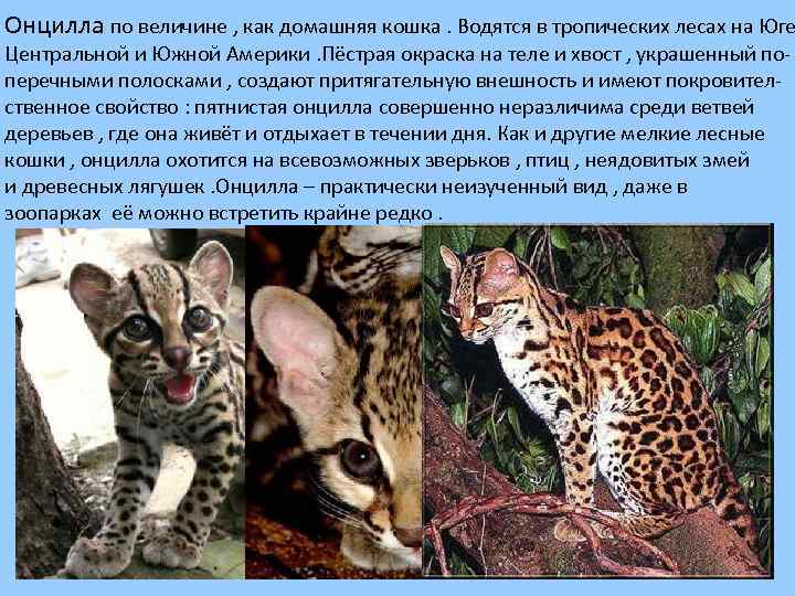 Онцилла по величине , как домашняя кошка. Водятся в тропических лесах на Юге Центральной