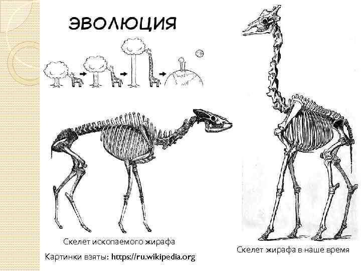 Жираф шейный отдел