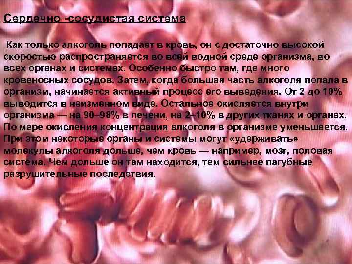 Сердечно -сосудистая система Как только алкоголь попадает в кровь, он с достаточно высокой скоростью