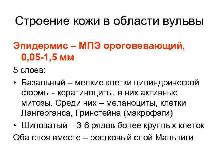 Строение кожи в области вульвы Эпидермис – МПЭ ороговевающий, 0, 05 -1, 5 мм