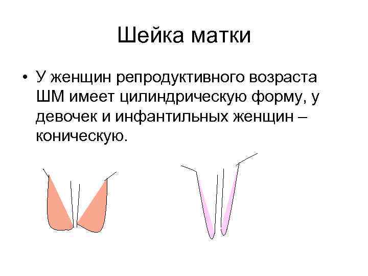 Шейка матки • У женщин репродуктивного возраста ШМ имеет цилиндрическую форму, у девочек и