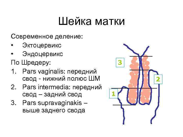 Шейка матки Современное деление: • Эктоцервикс • Эндоцервикс По Шредеру: 1. Pars vaginalis: передний