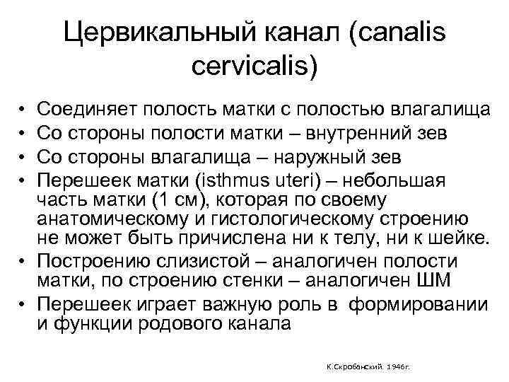 Цервикальный канал (canalis cervicalis) • • Соединяет полость матки с полостью влагалища Со стороны