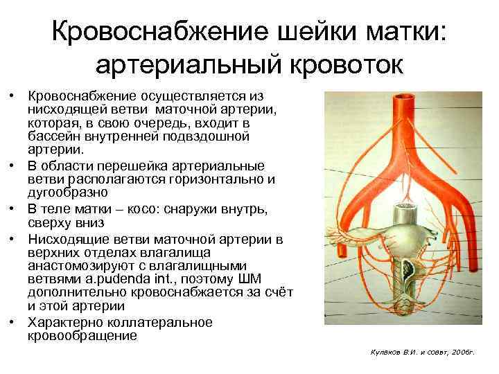 Кровоснабжение шейки матки: артериальный кровоток • Кровоснабжение осуществляется из нисходящей ветви маточной артерии, которая,