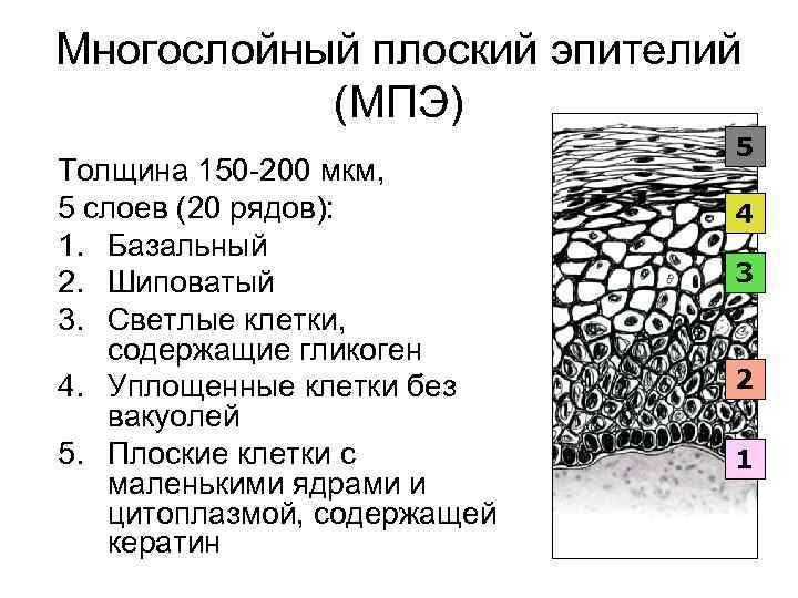 Многослойный плоский эпителий (МПЭ) Толщина 150 -200 мкм, 5 слоев (20 рядов): 1. Базальный