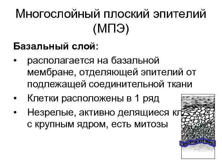 Многослойный плоский эпителий (МПЭ) Базальный слой: • располагается на базальной мембране, отделяющей эпителий от