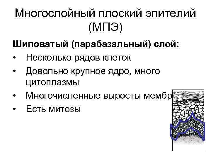 Многослойный плоский эпителий (МПЭ) Шиповатый (парабазальный) слой: • Несколько рядов клеток • Довольно крупное