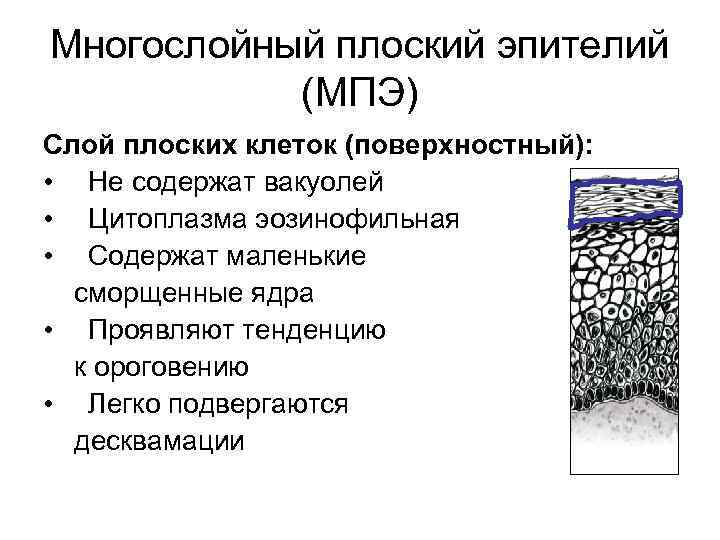 Многослойный плоский эпителий (МПЭ) Слой плоских клеток (поверхностный): • Не содержат вакуолей • Цитоплазма