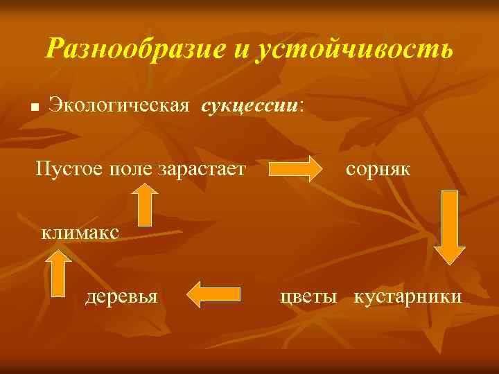 Разнообразие и устойчивость n Экологическая сукцессии: Пустое поле зарастает сорняк климакс деревья цветы кустарники