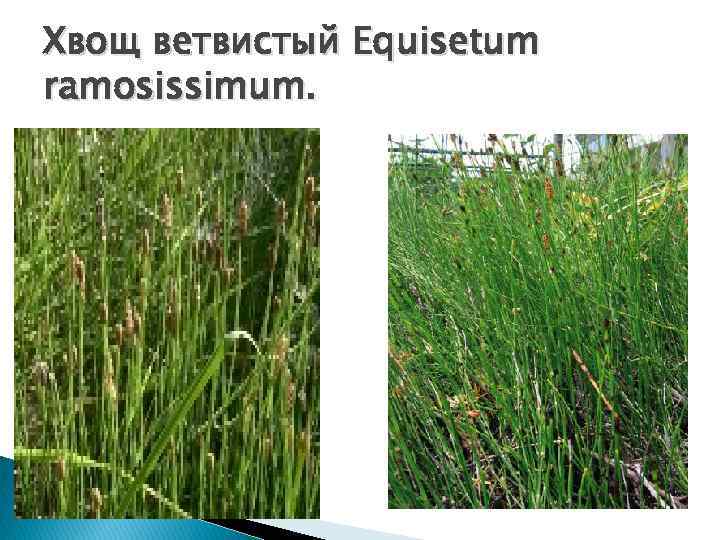 Хвощ ветвистый Equisetum ramosissimum. 