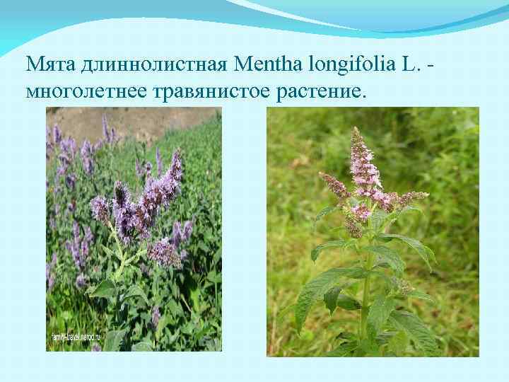 Мята длиннолистная Mentha longifolia L. многолетнее травянистое растение. 