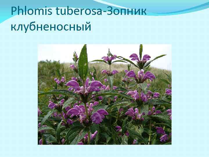 Phlomis tuberosa-Зопник клубненосный 