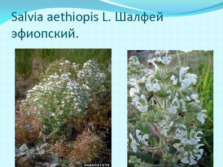 Salvia aethiopis L. Шалфей эфиопский. 