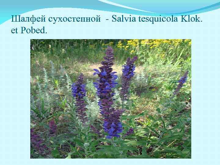 Шалфей сухостепной - Salvia tesquicola Klok. et Pobed. 