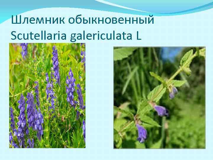 Шлемник обыкновенный Scutellaria galericulata L 