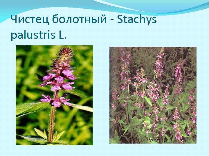 Чистец болотный - Stachys palustris L. 